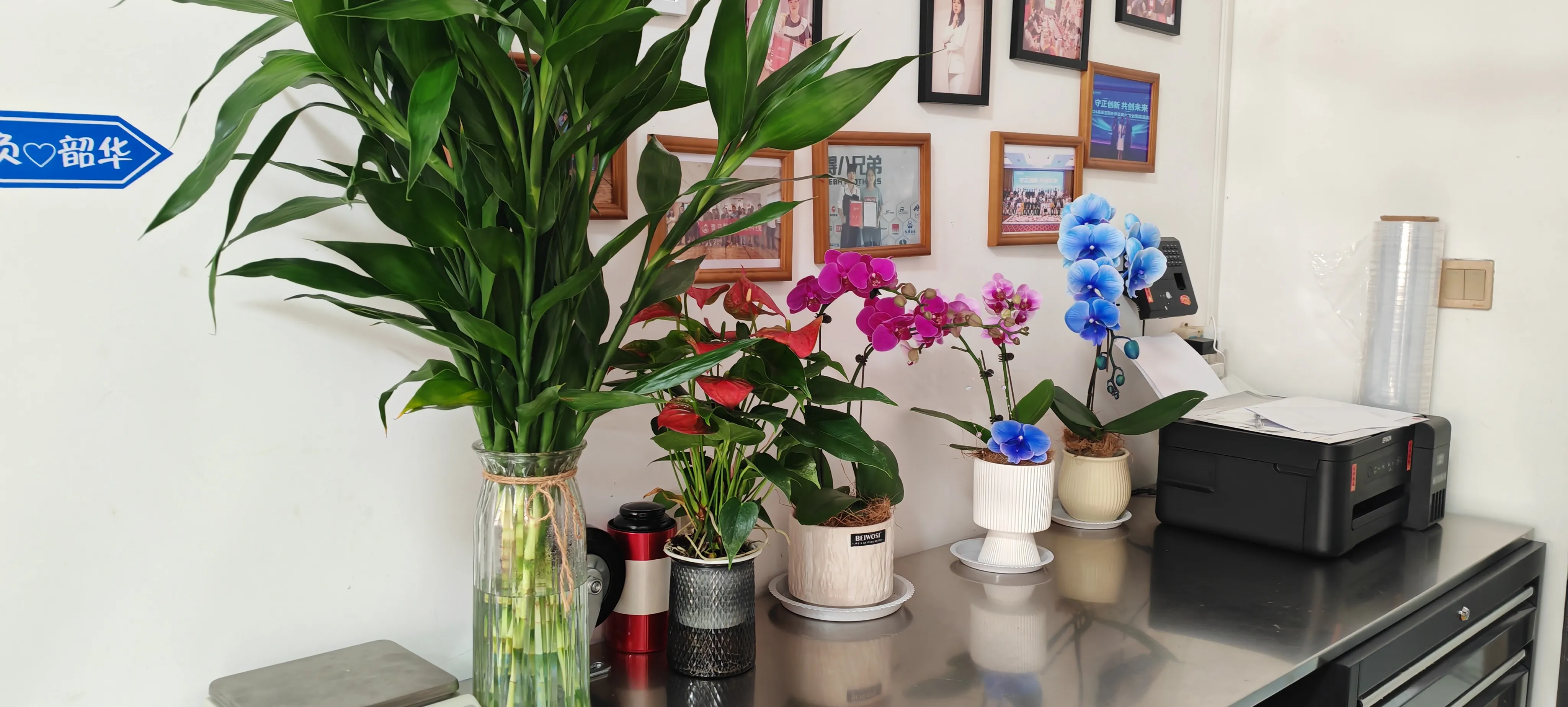 JOJO Pack'in yeni arkadaşlarına hoş geldiniz!